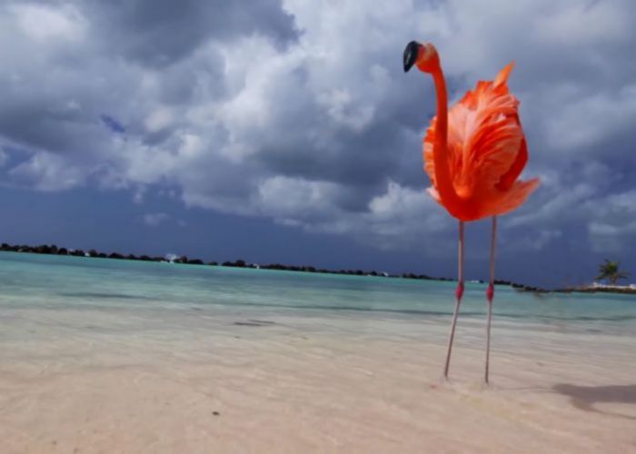 Aruba – 8 great things to do in the Caribbean paradise