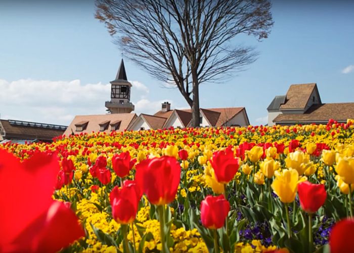 Netherlands – Road trip on Flower Route