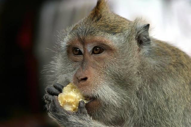 Monkey eating on the streets of Bali