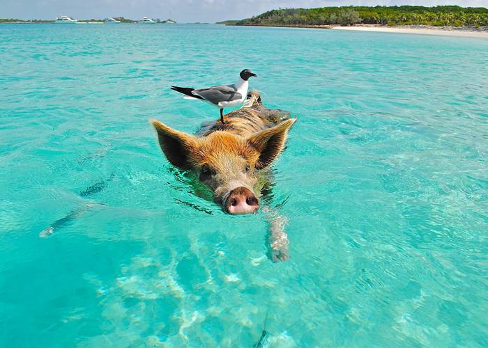 5 Most Adorable Trips – Swimming with Animals